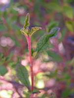 Ciste a feuille de sauge - Cistus salviifolius (fam. Cistaceae) (en Corse) (02) (Photo F. Mrugala)